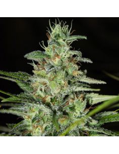 MONSTER CBD EVA SEEDS EVA SEEDS