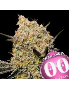 GELATO MINTS 00 00 SEEDS