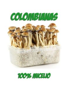 Comprar SETAS ALUCINOGENAS COLOMBIANAS FRESH MUSHROOMS