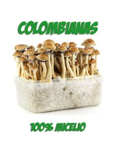 Comprar SETAS ALUCINOGENAS COLOMBIANAS FRESH MUSHROOMS