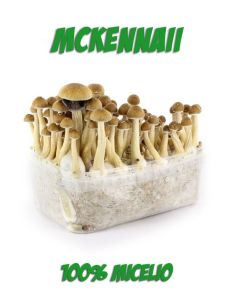 Comprar SETAS ALUCINOGENAS MCKENNAII FRESH MUSHROOMS