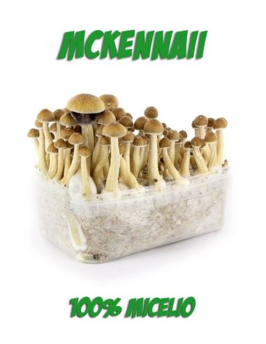 Comprar SETAS ALUCINOGENAS MCKENNAII FRESH MUSHROOMS