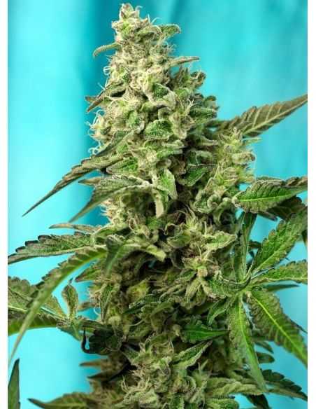 GREEN POISON FEMI F1 SWEET SEEDS SWEET SEEDS