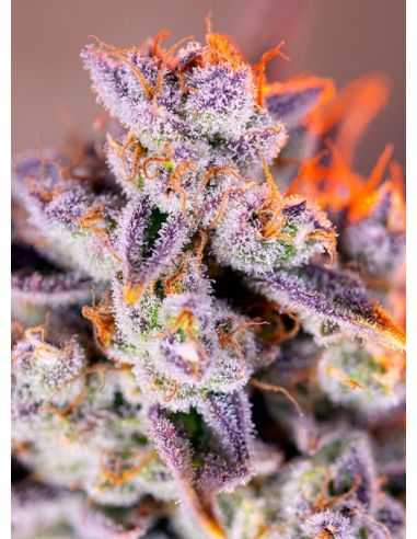 Comprar TROPICANA POISON XL AUTO 3+1 SWEET SEEDS