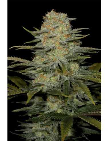 Comprar AMNESIA CBD DINAFEM
