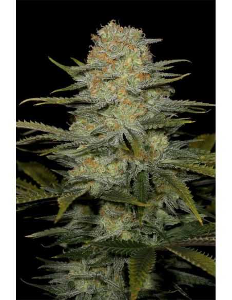 Comprar AMNESIA CBD DINAFEM