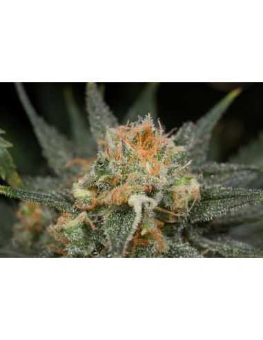 Comprar AMNESIA CBD DINAFEM