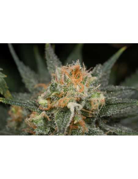 Comprar AMNESIA CBD DINAFEM