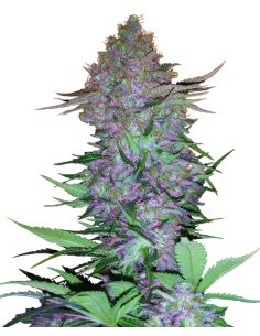 PURPLE SKUNK AUTO SENSI SENSI SEEDS