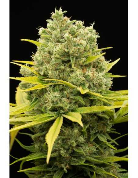 DINAMED CBD PLUS DINAFEM