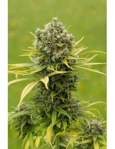 DINAMED CBD PLUS DINAFEM