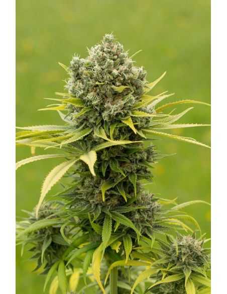 DINAMED CBD PLUS DINAFEM