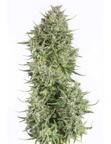 BLUE KUSH AUTO DINAFEM