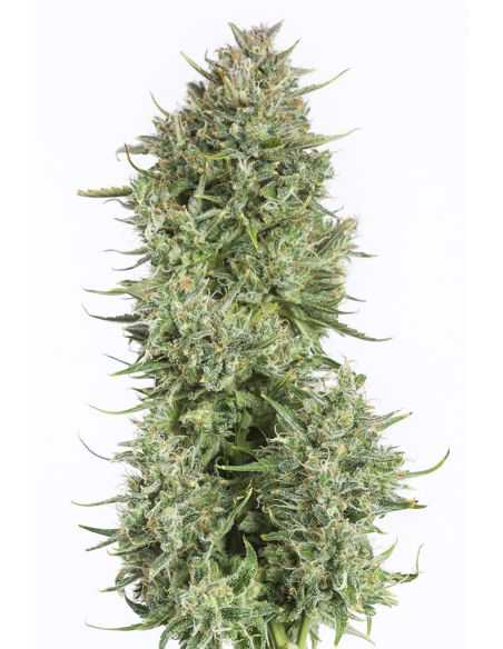 BLUE KUSH AUTO DINAFEM