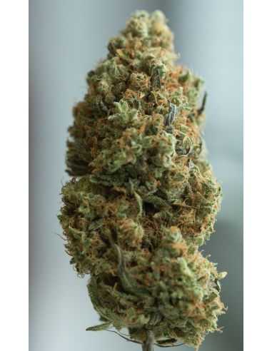 BLUE KUSH AUTO DINAFEM