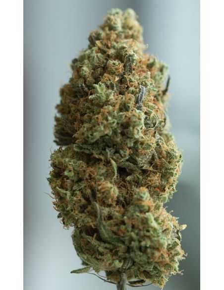 BLUE KUSH AUTO DINAFEM