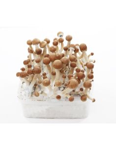 KIT DE CULTIVO ALBINO BLUEY VUITTON