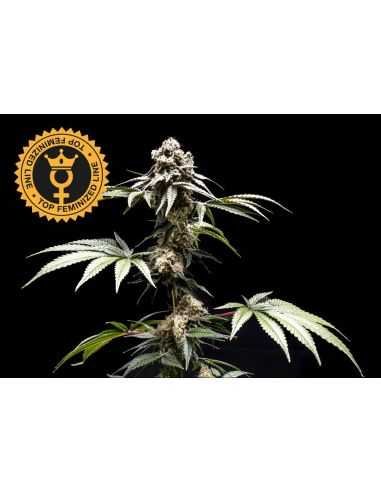 BUBBALOO FEMINIZADA WORLD BREEDERS