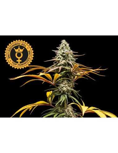 Comprar CRUNCH FEMINIZADA WORLD BREEDERS V SYNDICATE