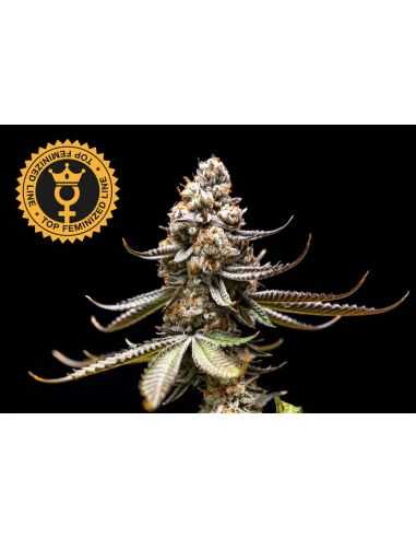 Comprar PINK TRUFFLE FEMINIZADA WORLD BREEDERS