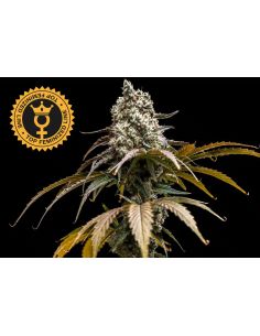 CHERRY CRUSH FEMINIZADA WORLD BREEDERS