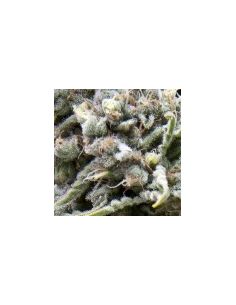 AUTO WHITE WIDOW
