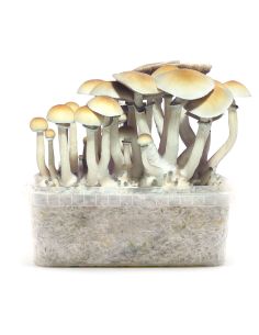 KIT DE CULTIVO BLUE MEANNIE