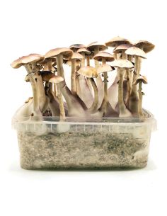 KIT DE CULTIVO BRASIL