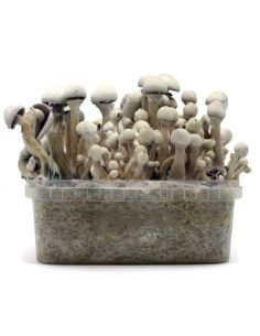 KIT DE CULTIVO LEUCISTIC