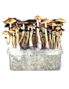 KIT DE CULTIVO RED BOY