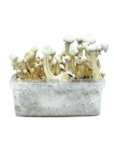 KIT DE CULTIVO TREASURE COAST ALBINO