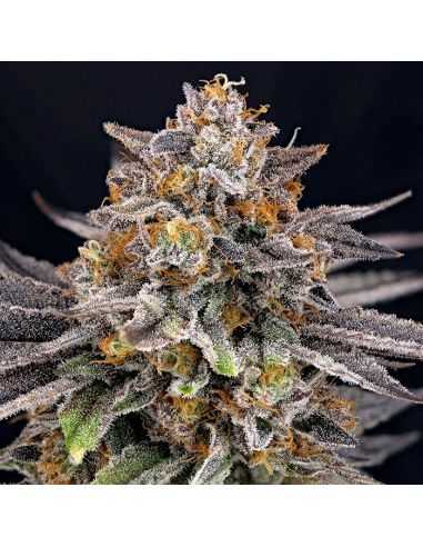 CANDY GAZ RIPPER SEEDS FEMINIZADA RIPPER SEEDS