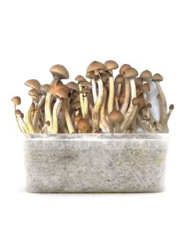 Comprar GROW KIT B+ CANNABIS AIRLINES