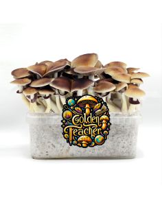 GROW KIT GOLDEN TEACHER