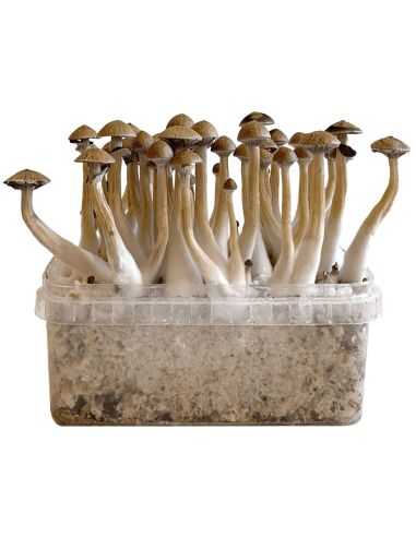 Comprar GROW KIT THAI