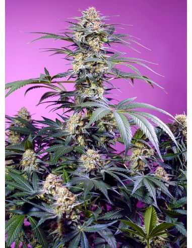 MONSTER MAKER SWEET SEEDS FEMINIZADA 3+1 SWEET SEEDS