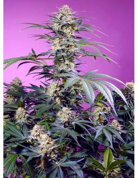 MONSTER MAKER SWEET SEEDS FEMINIZADA 3+1 SWEET SEEDS