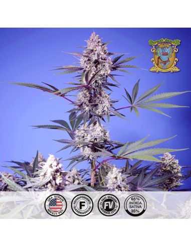 MENTAL RAINBOW F1 VERSIÓN 3+1 SWEET SEEDS