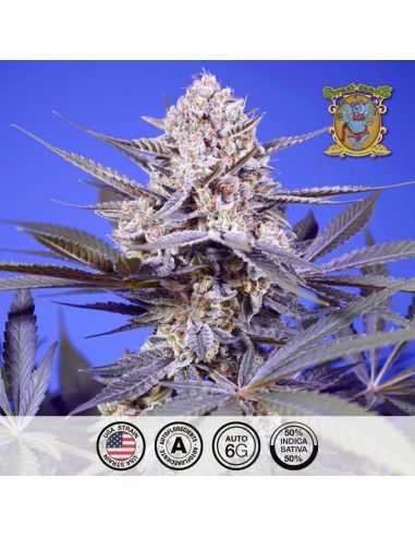 AUTO PINEAPPLE SLUSH XL 3+1 SWEET SEEDS