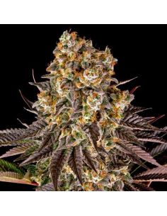 GELATO 45 BARNEYS FARM FEMINIZADA BARNEY'S FARM