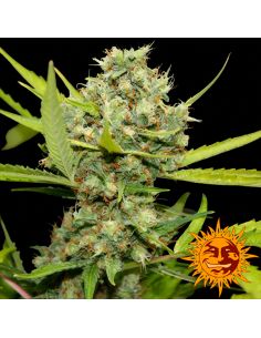 PINEAPPLE CHUNK BARNEYS FARM BARNEY'S FARM