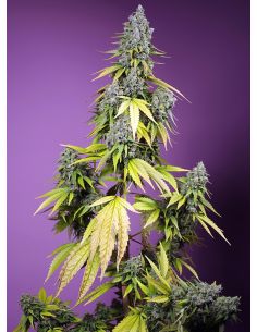 AUTO JET FUEL MANDARINE XL AUTO 3+1 SWEET SEEDS