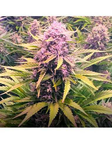 AUTO DOS-SI DOS BARNEYS FARM BARNEY'S FARM