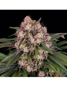 AUTO OG KUSH BARNEYS FARM BARNEY'S FARM