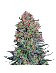 BLUE SKUNK SENSI SEEDS SENSI SEEDS