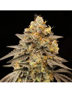 BISCOTI X WHITE WIDOW RIPPER SEEDS RIPPER SEEDS