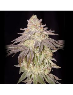 AUTO BLACK TOFFEE GREEN HOUSE 1UD GREEN HOUSE