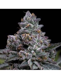 APPLE FRITTER FEM BARNEYS FARM BARNEY'S FARM