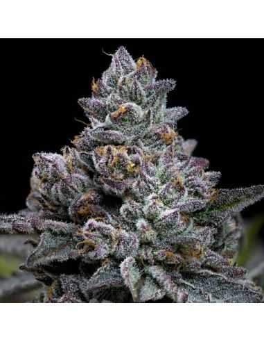 APPLE FRITTER FEM BARNEYS FARM BARNEY'S FARM