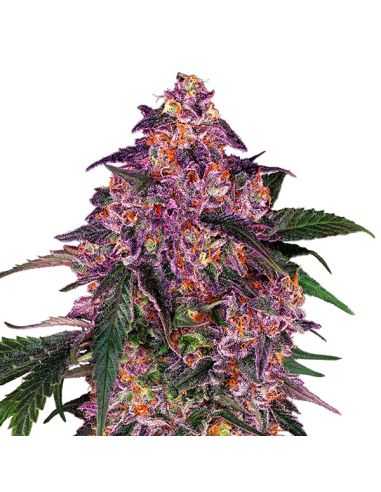 SENSI PURPLE KUSH SENSI SEEDS